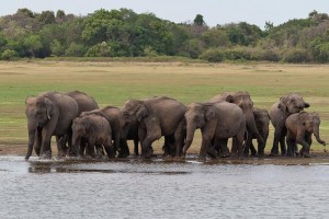 kaudulla Elephants wild life training