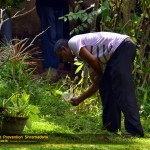 dengue prevention shramadana