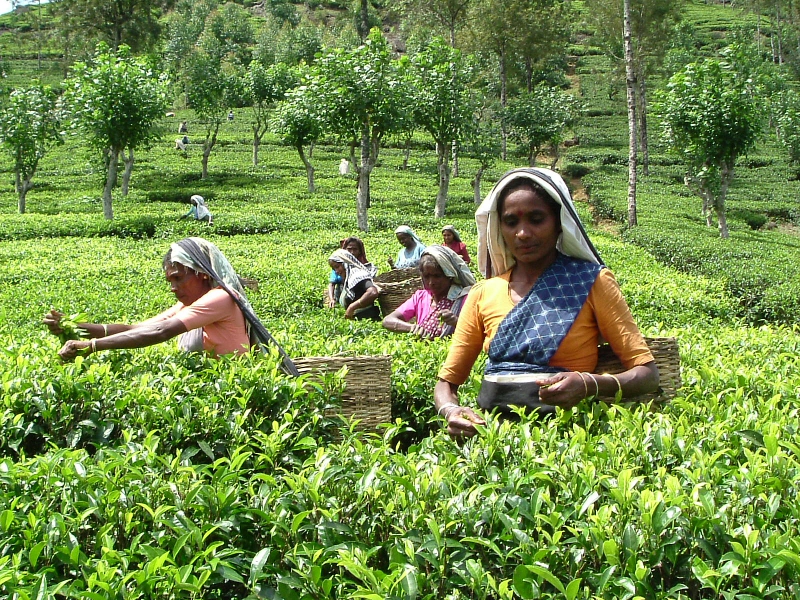 tea small holder research