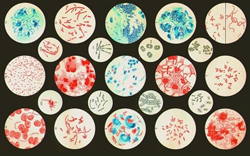 11Best research poster at Sri Lanka Collage of Microbiologists